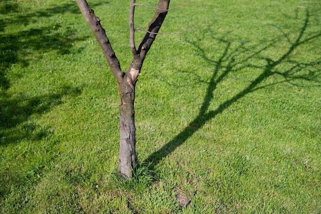 Un árbol frutal muerto con corteza agrietada y su sombra en un jardín de primavera En el lado la sombra de él