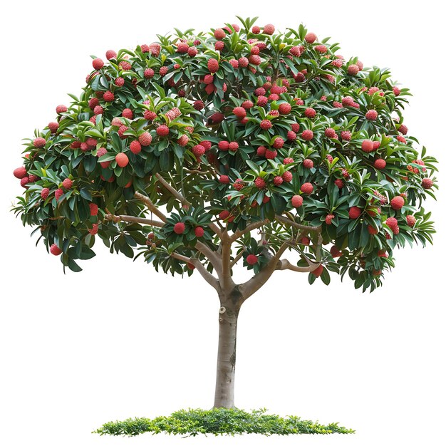 un árbol con frutas rojas y un árbol con un montón de bayas rojas en él