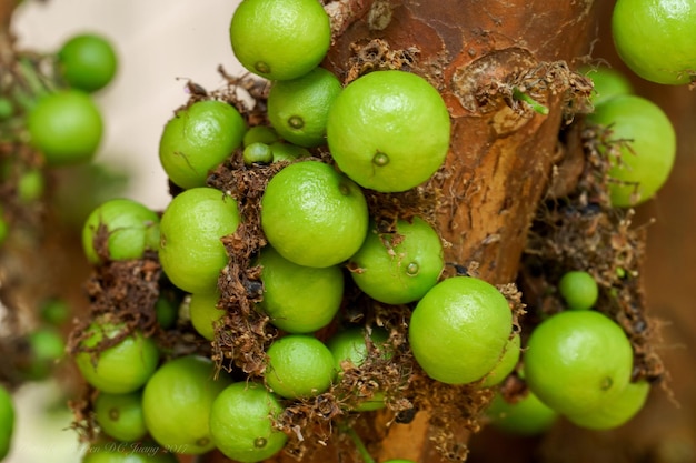 Foto un árbol con frutas verdes cauliflora naturaleza