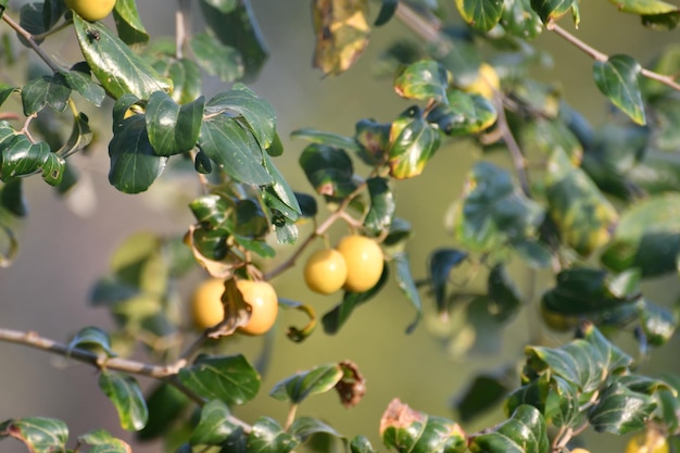 Un árbol con frutos amarillos