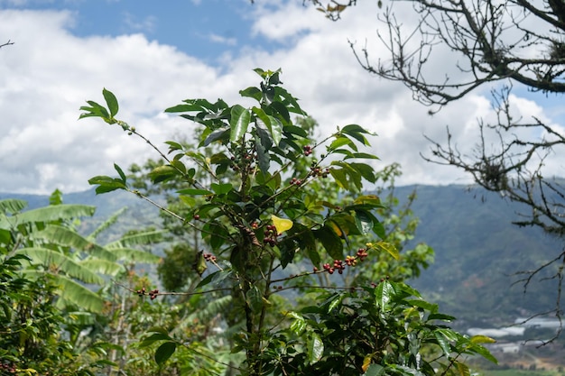 Foto un árbol con frutos rojos en las montañas.