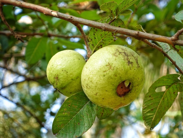 Foto un árbol con frutos verdes y hojas verdes.