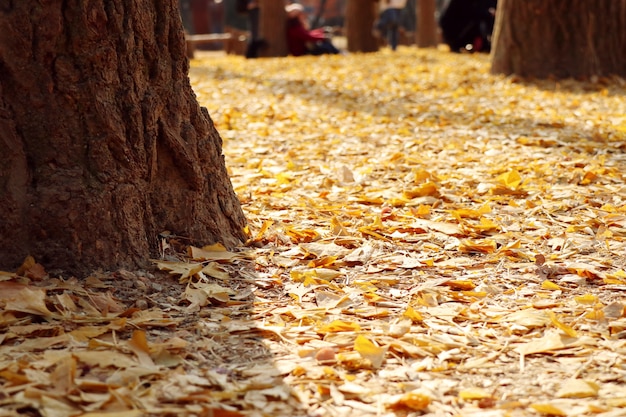 Foto Árbol de ginkgo en corea