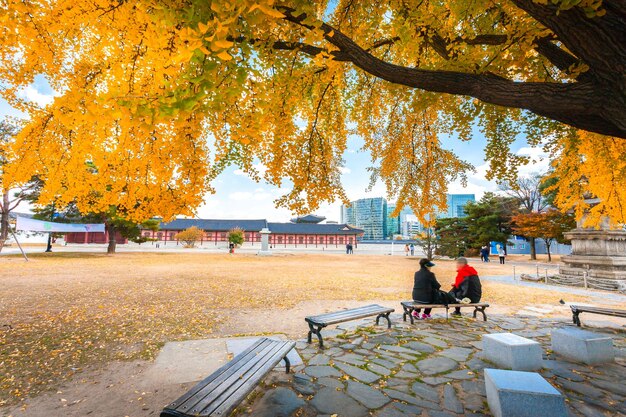 Árbol de ginkgo en otoño por la mañana con hojas amarillas cerca del Palacio Gyeongbokgung Corea del Sur