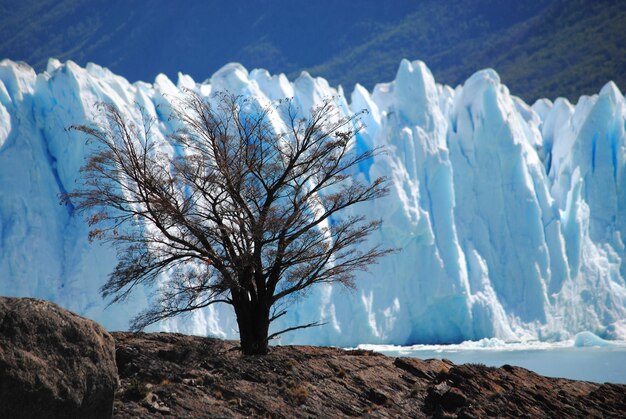 Foto Árbol en el glaciar perito moreno