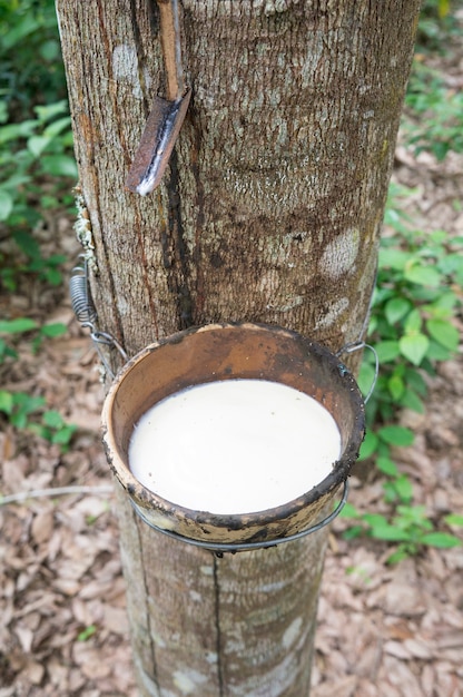 árbol de goma de látex lechoso en un tazón