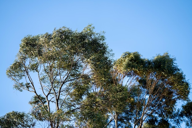 árbol de goma nativo que crece en un bosque en un parque nacional en Australia en el arbusto en primavera