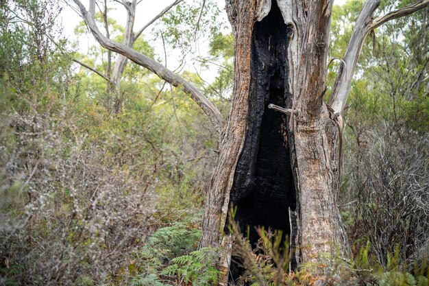 Foto Árbol de goma quemado en australia en el bosque después de un incendio en el verano australiano