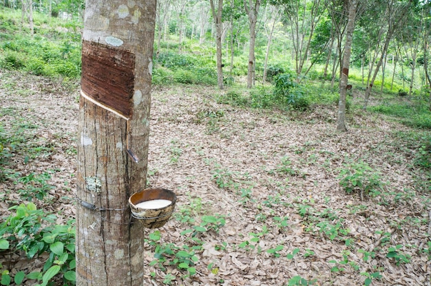 árbol de goma