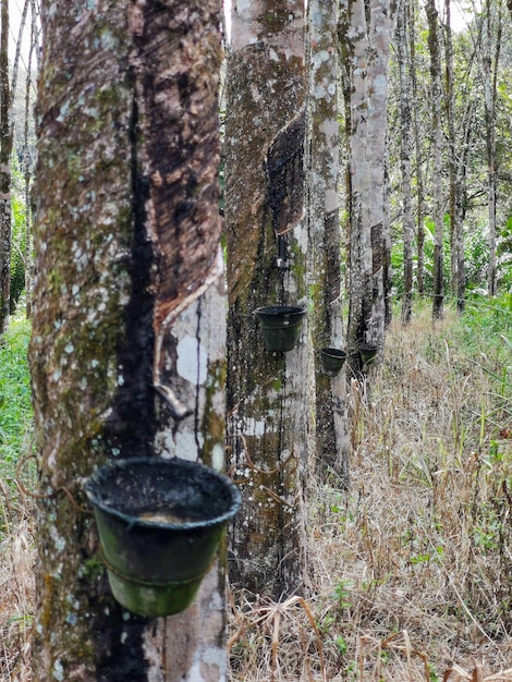 Árbol de goma