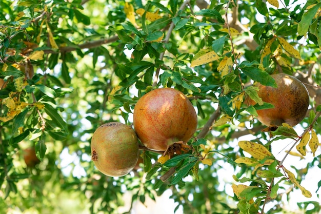 Un árbol de granada que crece en el jardín.