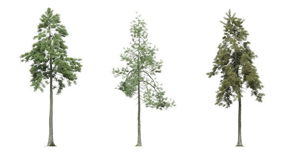 árbol grande, aislado sobre fondo blanco, ilustración 3D, cg render