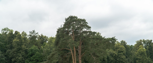 Un árbol grande en el campo del bosque.