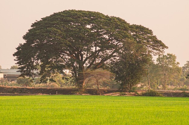 árbol grande en campo verde