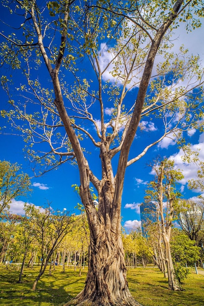 árbol grande en el parque