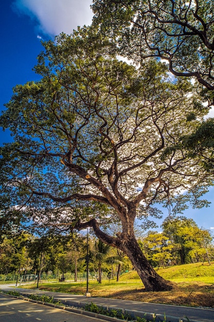 árbol grande en el parque