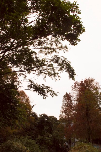 árbol grande planta naturaleza fondo