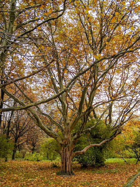 Foto Árbol grande con una rama