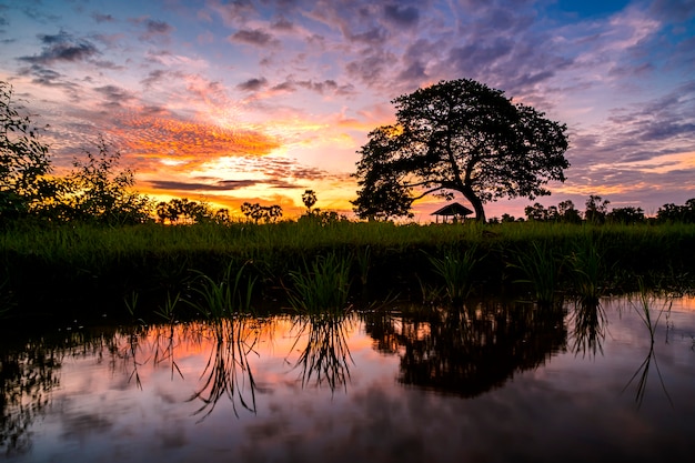 Árbol grande y reflexiones en el fondo de la salida del sol del agua.