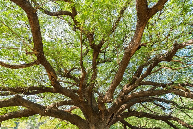 Foto árbol grande del saman de samanea con la ramificación en kanchanaburi tailandia.