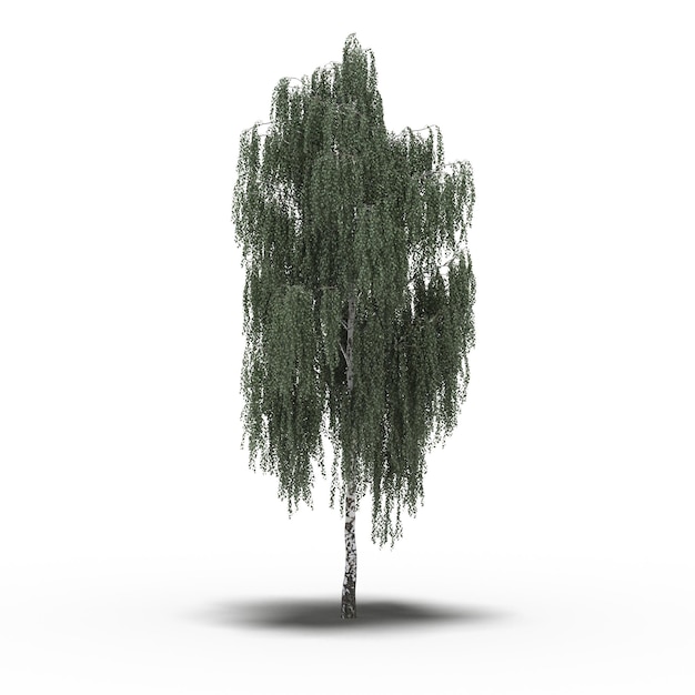 árbol grande con una sombra debajo, aislado en fondo blanco, ilustración 3D, cg render