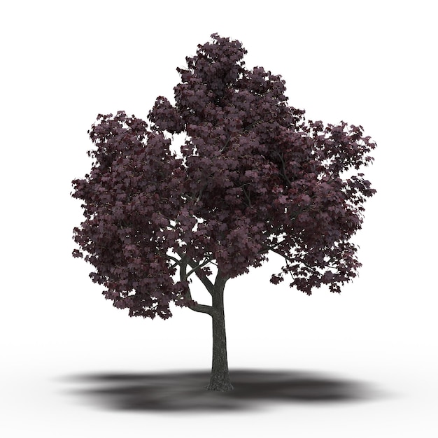 árbol grande con una sombra debajo, aislado en fondo blanco, ilustración 3D, cg render