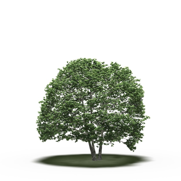 árbol grande con una sombra debajo, aislado en fondo blanco, ilustración 3D, cg render