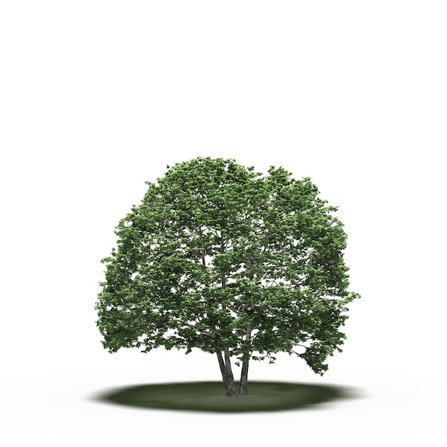 árbol grande con una sombra debajo, aislado en fondo blanco, ilustración 3D, cg render