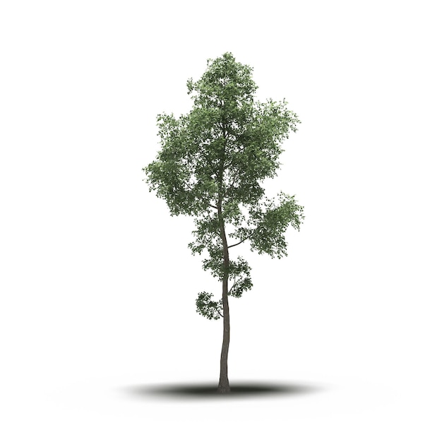 árbol grande con una sombra debajo, aislado en fondo blanco, ilustración 3D, cg render