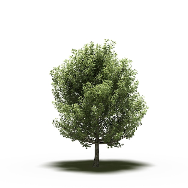 árbol grande con una sombra debajo, aislado en fondo blanco, ilustración 3D, cg render