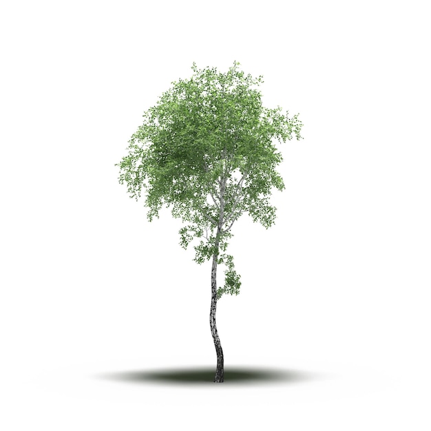 árbol grande con una sombra debajo, aislado en fondo blanco, ilustración 3D, cg render