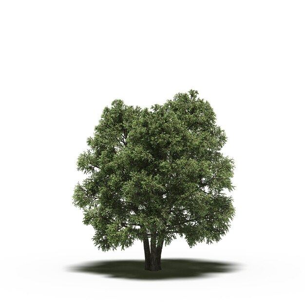 árbol grande con una sombra debajo, aislado en fondo blanco, ilustración 3D, cg render