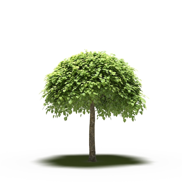 árbol grande con una sombra debajo, aislado en fondo blanco, ilustración 3D, cg render