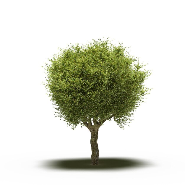 árbol grande con una sombra debajo, aislado en fondo blanco, ilustración 3D, cg render