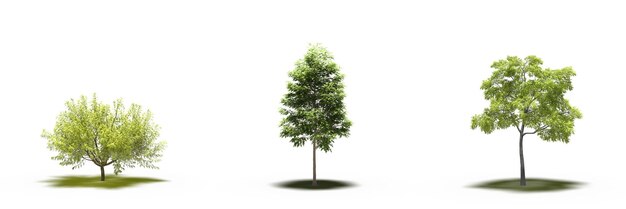 árbol grande con una sombra debajo, aislado en fondo blanco, ilustración 3D, cg render