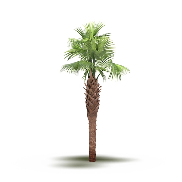 árbol grande con una sombra debajo, aislado en fondo blanco, ilustración 3D, cg render