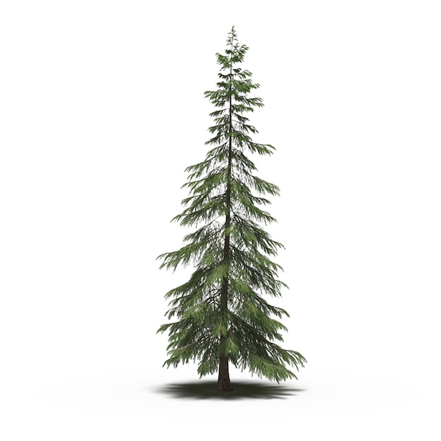 árbol grande con una sombra debajo, aislado en fondo blanco, ilustración 3D, cg render