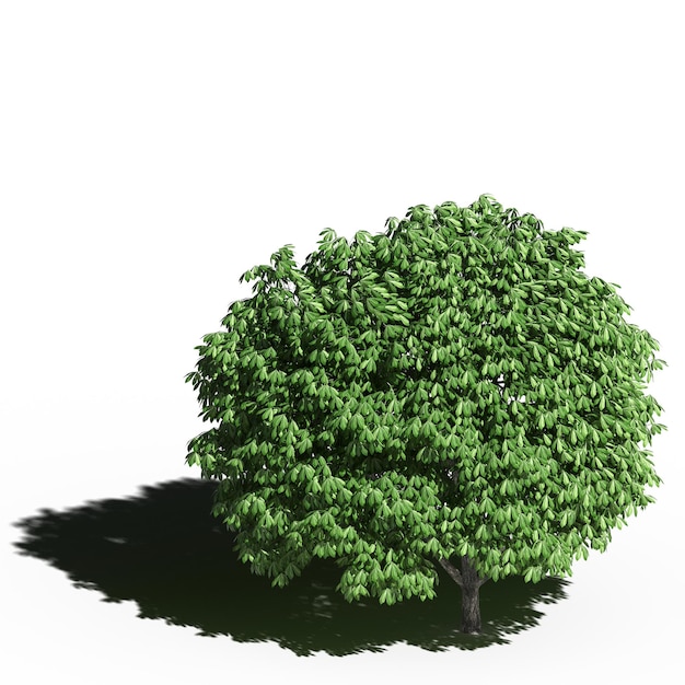 árbol grande con una sombra debajo, aislado en fondo blanco, ilustración 3D, cg render