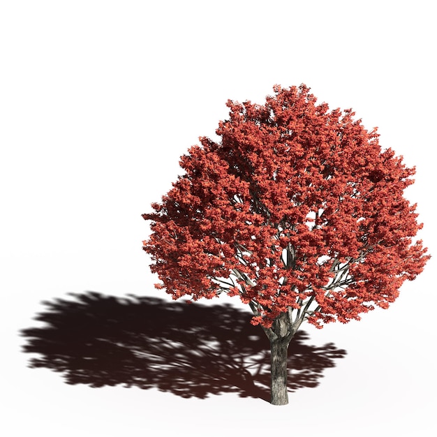 árbol grande con una sombra debajo, aislado en fondo blanco, ilustración 3D, cg render