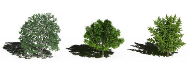 árbol grande con una sombra debajo, aislado en fondo blanco, ilustración 3D, cg render