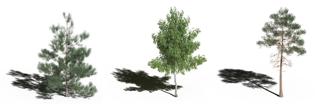 árbol grande con una sombra debajo, aislado en fondo blanco, ilustración 3D, cg render