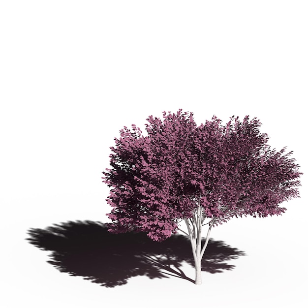 árbol grande con una sombra debajo, aislado en fondo blanco, ilustración 3D, cg render