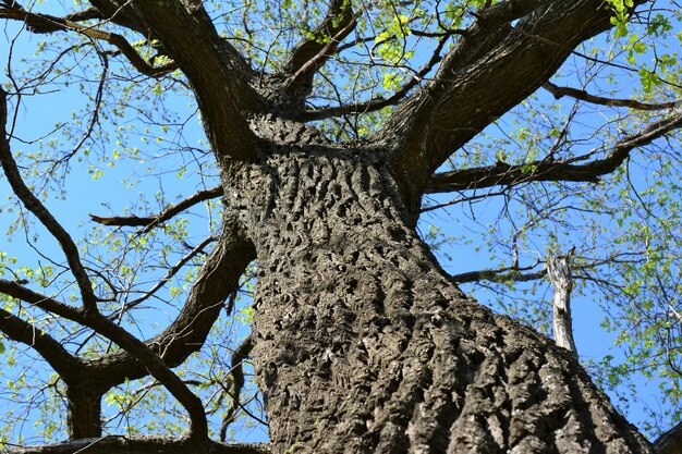 un árbol grande con un tronco y una vista de fondo del cielo azul