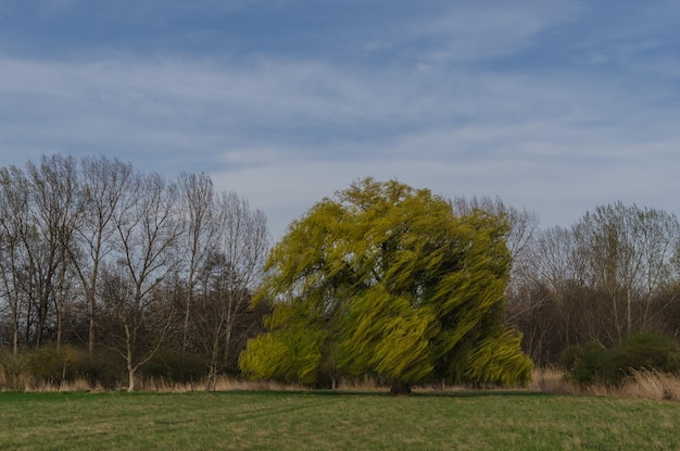 Árbol grande con viento