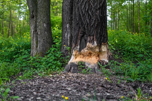 árbol grueso medio roído por la corteza de los castores