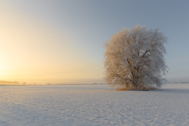 un árbol helado al amanecer