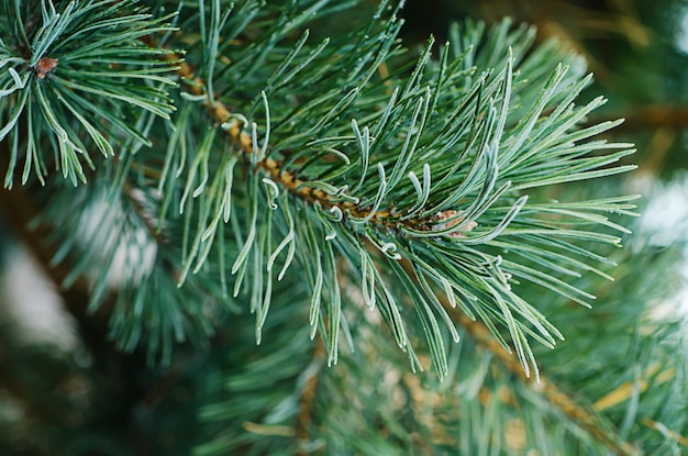 Árbol helado de pino