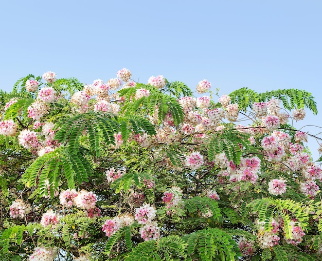 Foto Árbol con hermosas flores rosadas contra el cielo azul