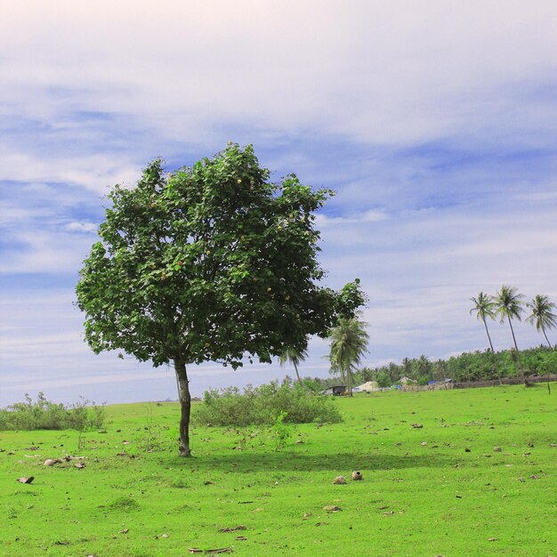 Foto un árbol con un hermoso fondo