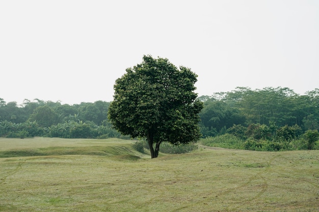 árbol en el hermoso parque